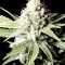 Насіння Great White Shark Feminised