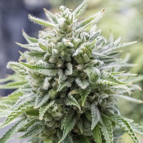 OG Kush Feminised
