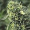 Насіння OG Kush Feminised
