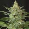 Насіння OG Kush Feminised