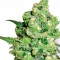 Насіння Super Skunk Feminised