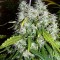 Насіння Super Skunk Feminised