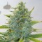 Насіння Super Skunk Feminised