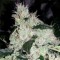 Насіння White Widow Feminised