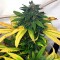 Насіння White Widow Feminised