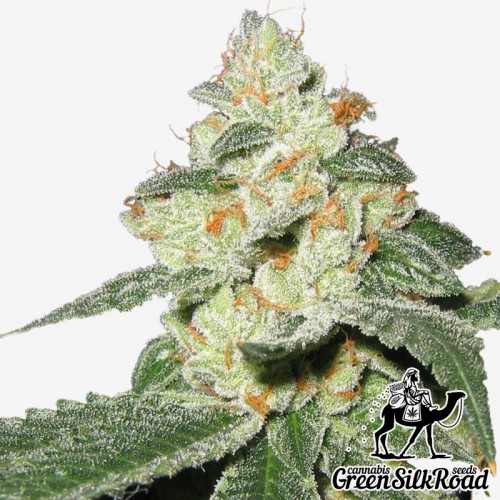 Насіння Auto Great White Shark Feminised