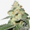 Насіння Auto Great White Shark Feminised