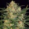 Насіння Auto White Russian Feminised