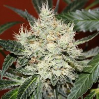 Насіння Kali Mist Feminised