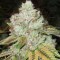 Насіння OG Kush Feminised