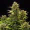 Насіння Auto Amnesia Feminised