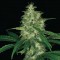 Насіння Auto Amnesia Feminised