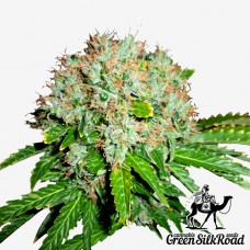 Насіння White Widow Feminised