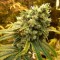 Насіння Amherst Sour Diesel Feminised