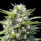 Насіння Amherst Sour Diesel Feminised