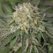 Насіння Amherst Sour Diesel Feminised