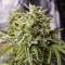Насіння Auto Bubba Cheese Feminised