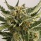 Насіння Auto Bubba Cheese Feminised