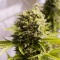 Насіння Auto Bubba Cheese Feminised
