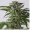 Насіння Auto Bubba Kush Feminised