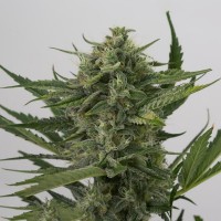Auto OG Kush Feminised