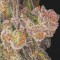 Насіння Blueberry Headband Feminised