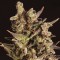 Насіння Blueberry Headband Feminised
