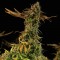 Насіння Blueberry Headband Feminised