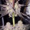 Насіння Chocolate Mint OG Feminised