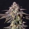 Насіння Chocolate Mint OG Feminised
