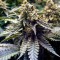 Насіння Chocolate Mint OG Feminised