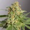 Насіння Green Crack Feminised