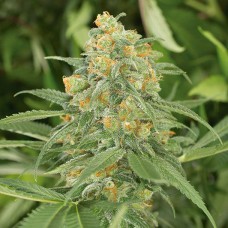 Насіння Green Crack Feminised