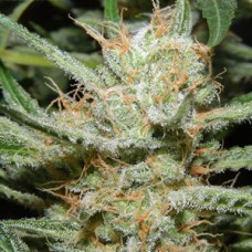 Diesel Ryder Autoflowering Feminised  