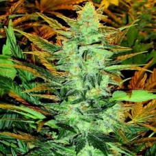 Lowryder Mix Autoflowering Feminised