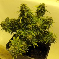 Lowryder Mix Regular