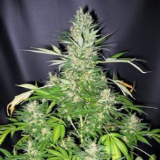 Насіння Lowryder2 Autoflowering Feminised Seeds