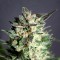 Насіння CBD BCN Diesel Feminised