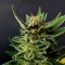 Насіння Gypsy Kush Feminised