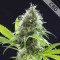 Насіння CBD Kama Kush Feminised