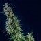 Насіння CBD Kama Kush Feminised