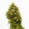 Насіння Auto CBD Swiss Dream Feminised