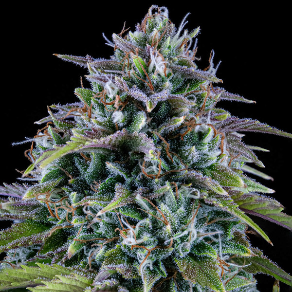 Насіння Auto 24 Carat Feminised Mephisto Genetics
