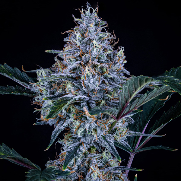 Насіння Auto Sundae Thumper Feminised Mephisto Genetics