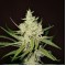Auto Amnesia Feminised