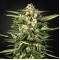 Насіння Auto Jack Herer Feminised