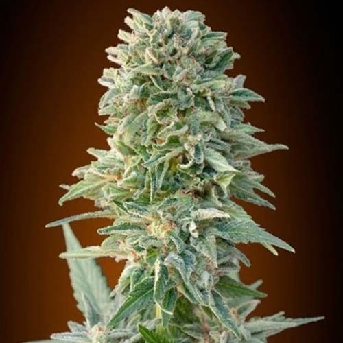 Насіння Auto Jack Herer Feminised