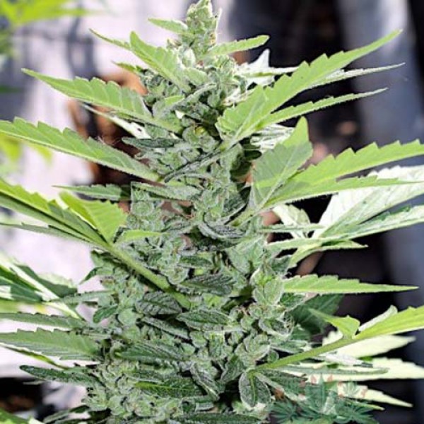 Auto Somango Feminised