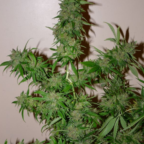 Насіння Auto White Russian Feminised