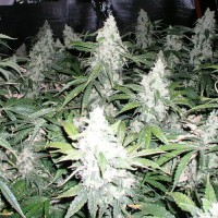 White Widow Feminised